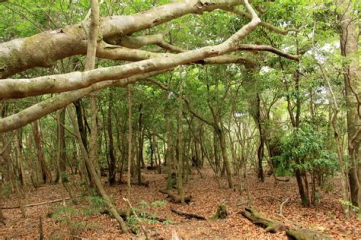 荒野行動ふぇいたんとは？意味・由来・見かける場面を整理